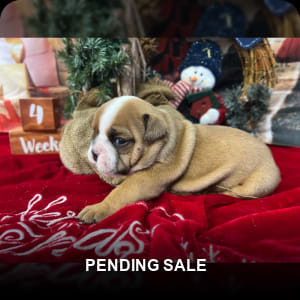 English Bulldog Puppies for Sale Buckeye Puppies